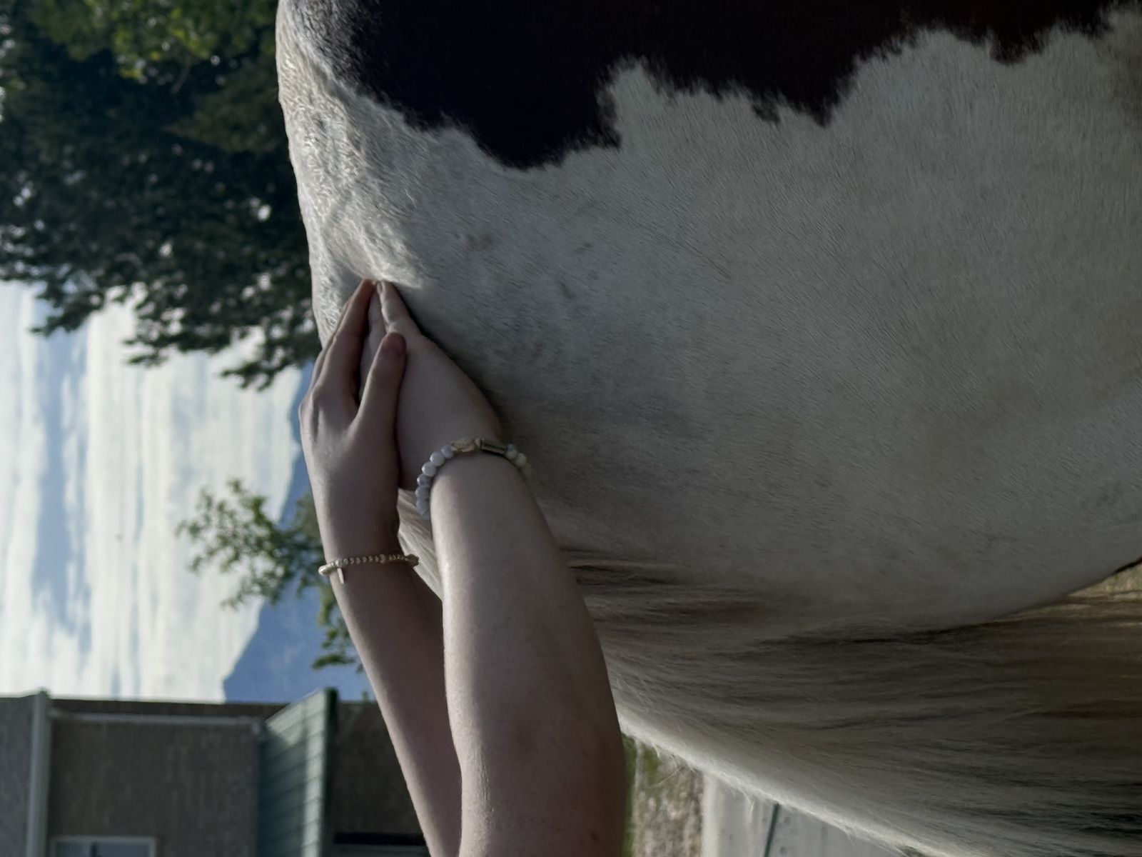 Equine bodywork — hands on horse